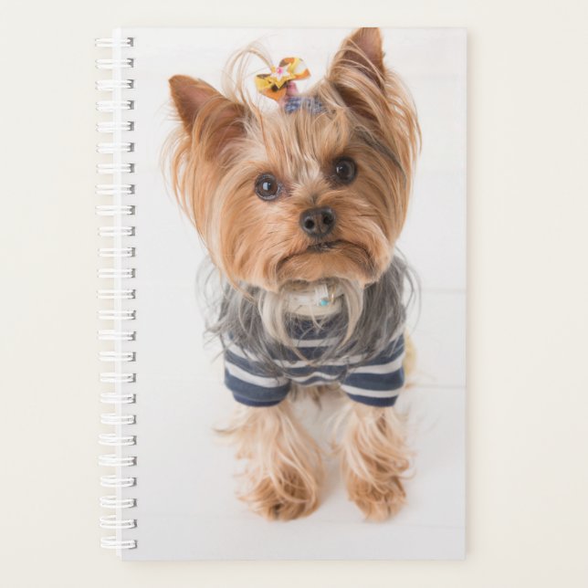 Agenda yorkie-in sweater (Anverso)