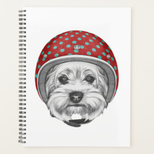 Agenda Yorkshire Terrier Daredevil
