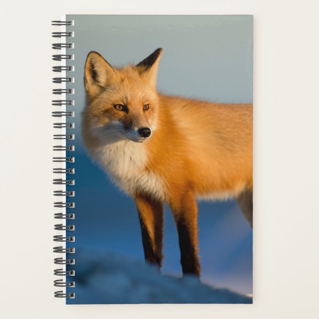 Agenda Zorro marrón (Anverso)