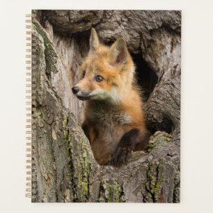 Agenda Zorro Rojo Pequeño en un Hueco de Árbol