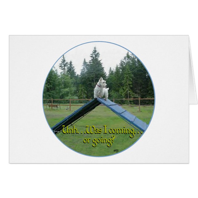 Agilidad de Wheaten Scottie (Anverso (Horizontal))