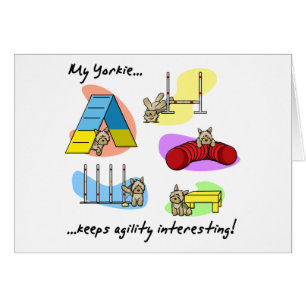 Agilidad interesante de Yorkie