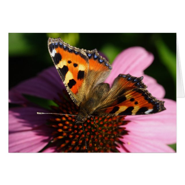 Aglais urticae (Anverso (Horizontal))