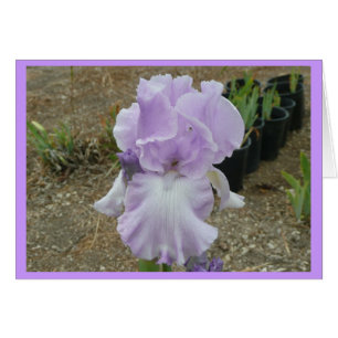 Agradable Pale Purple Iris