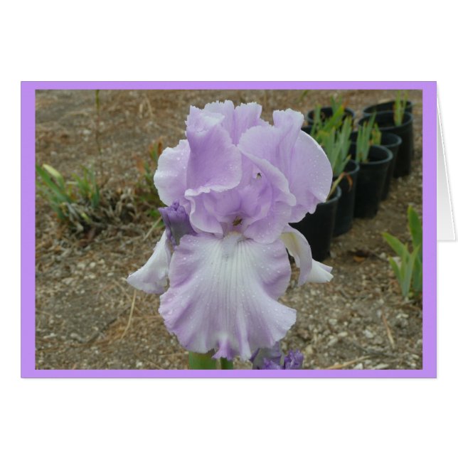 Agradable Pale Purple Iris (Anverso (Horizontal))