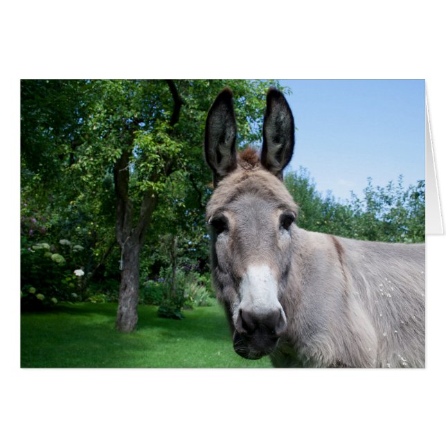Agradable retrato de burro (Anverso (Horizontal))