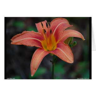 Agradable Tawny Daylily Appary regalos