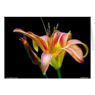 Agradable Tawny Daylily II Aparatos y Regalos