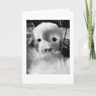 Agradecimiento Cachorro de oso polar | Tarjeta en blanco