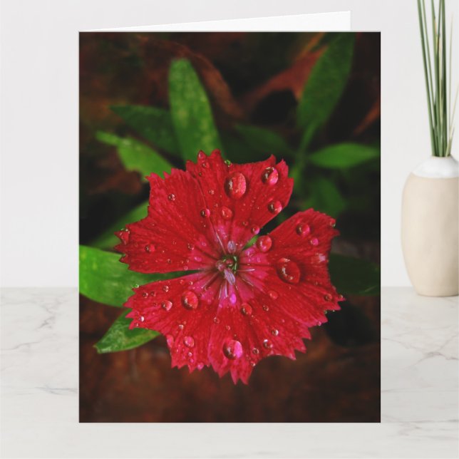 Agradecimiento Dianthus Rojo Con Las Lluvias Gran Tarjeta De Grac (Anverso)