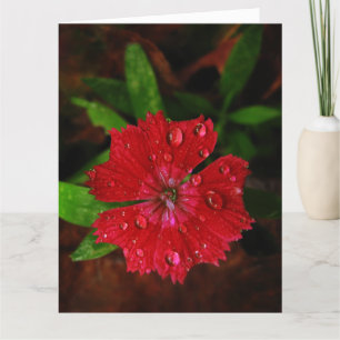 Agradecimiento Dianthus Rojo Con Las Lluvias Gran Tarjeta De Grac