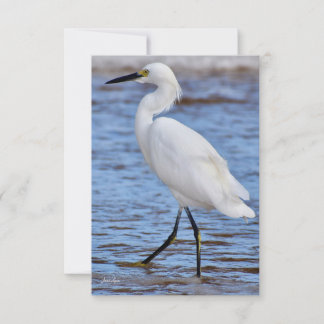 Agradecimiento Egret en la tarjeta de la playa
