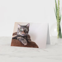 Gato atigrado gris tarjeta de saludo descansando s