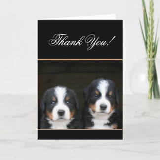 Agradecimiento Gracias, Bernese, tarjeta de perros de montaña