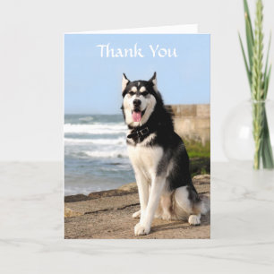 Agradecimiento Gracias Siberian Husky en la tarjeta de felicitaci