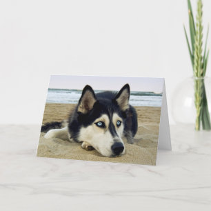 Agradecimiento Gracias Siberian Husky en la tarjeta de felicitaci