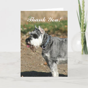 Agradecimiento Gracias tarjeta de bienvenida de perro Schnauzer