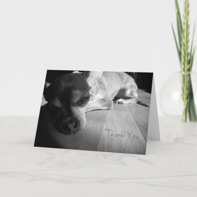 Agradecimiento Gracias tarjeta de la chihuahua (Anverso)