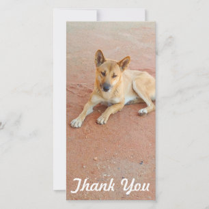 Agradecimiento Gracias tarjeta de la foto - dingo australiano