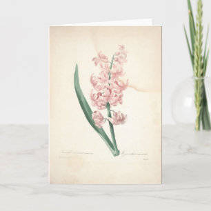 Agradecimiento Hyacinthus Orientalis por la tarjeta de