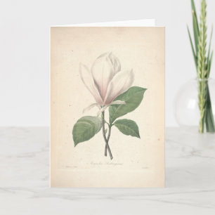 Agradecimiento Magnolia por la tarjeta de condolencia de Redoute