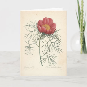 Agradecimiento Peony por la tarjeta de condolencia botánica del