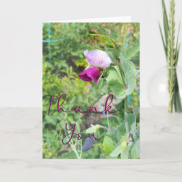 Agradecimiento Púrpura Flor de Pea Foto Gracias Tarjeta