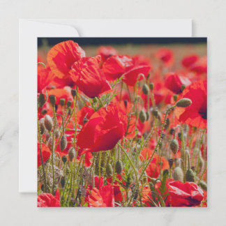 Agradecimiento Tarjeta de felicitación de amapolas