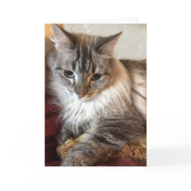 Tarjeta de felicitación del gato