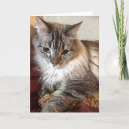 Agradecimiento Tarjeta de felicitación del gato