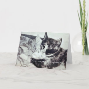 Agradecimiento Tarjeta de felicitación KITTEN NAP
