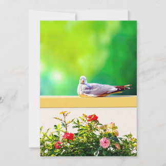 Agradecimiento Tarjeta de fotografía de gaviota, regalo de natura