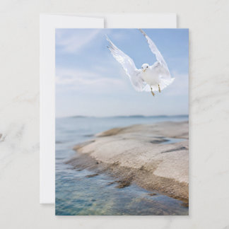 Agradecimiento Tarjeta de fotografía de gaviota, regalo de natura