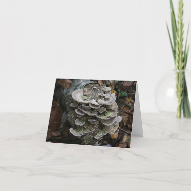 Agradecimiento Tarjeta de hongos poliporos (en blanco) (Anverso)
