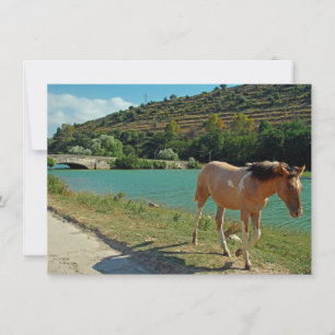 Agradecimiento Tarjeta de saludo de caballo Sicilia