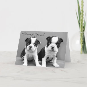 Agradecimiento Tarjeta de saludo de los cachorros terrier de Bost