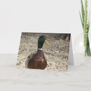 Agradecimiento Tarjeta de saludo "Pato Mallard" del personalizabl