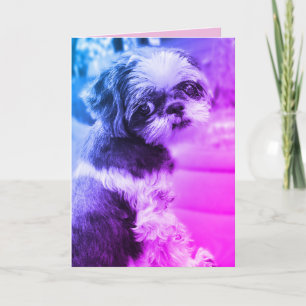 Agradecimiento Tarjeta de saludo Shih Tzu Chica
