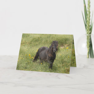 Agradecimiento Tarjeta de saludo Stallion de Wild Sable Island