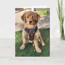 Agradecimiento Tarjeta Golden Retriever all de ocasión