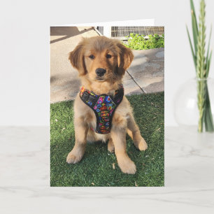 Agradecimiento Tarjeta Golden Retriever all de ocasión