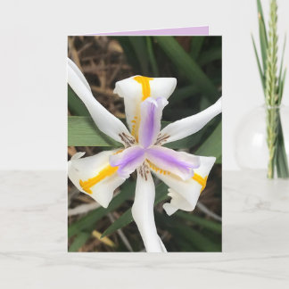 Agradecimiento Tarjeta Iris Africana de Lily Fortnight