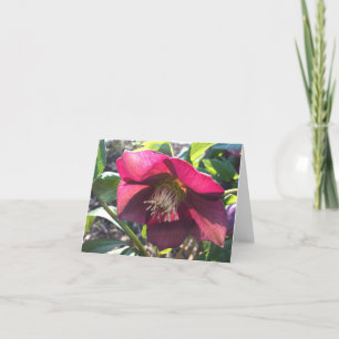 Agradecimiento Tarjeta Red Helleborus (Rosa de Cuaresma) (en blan
