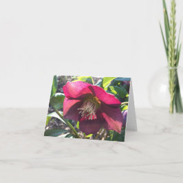 Agradecimiento Tarjeta Red Helleborus (Rosa de Cuaresma) (en blan