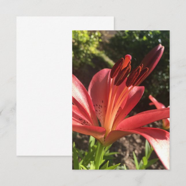 Agradecimiento Un toque de la tarjeta Z "Flor roja sólida" (Anverso / Reverso)