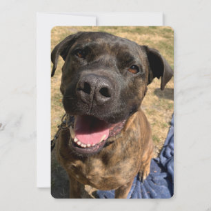 Agradecimiento Una feliz cruz de Bull Mastiff gracias tarjeta
