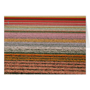 Agricultura del bulbo