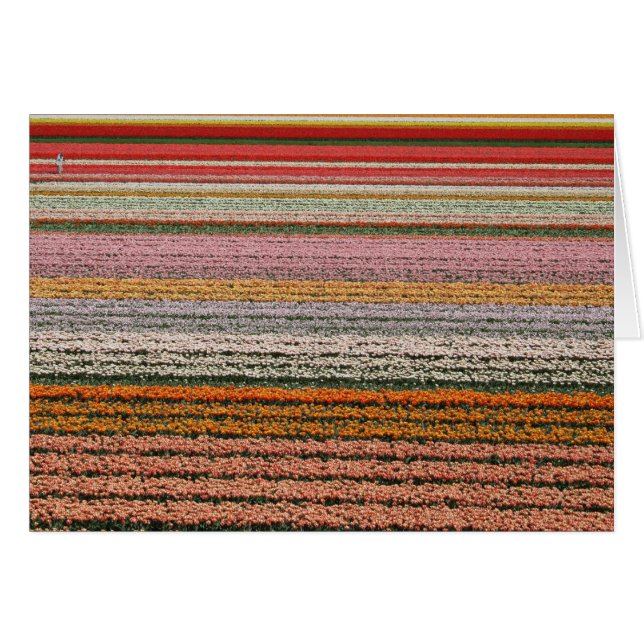 Agricultura del bulbo (Anverso (Horizontal))