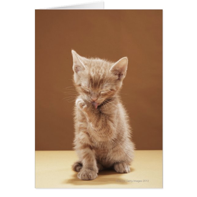 Agrosión de gatitos (Frente)