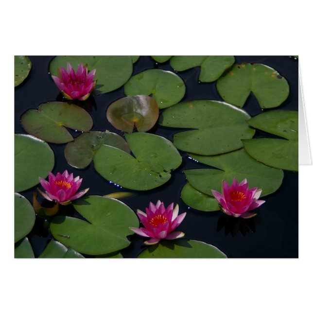 Agua de Magenta Lotus (Anverso (Horizontal))